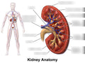 Nutcase left kidney